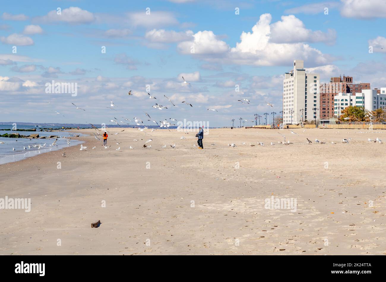 Mann mit schwarzen Haaren und blauer Jacke füttert Möwen am Coney Island Beach, Möwen fliegen um ihn herum, Brooklyn, New York City während des Wintertages mit Stockfoto