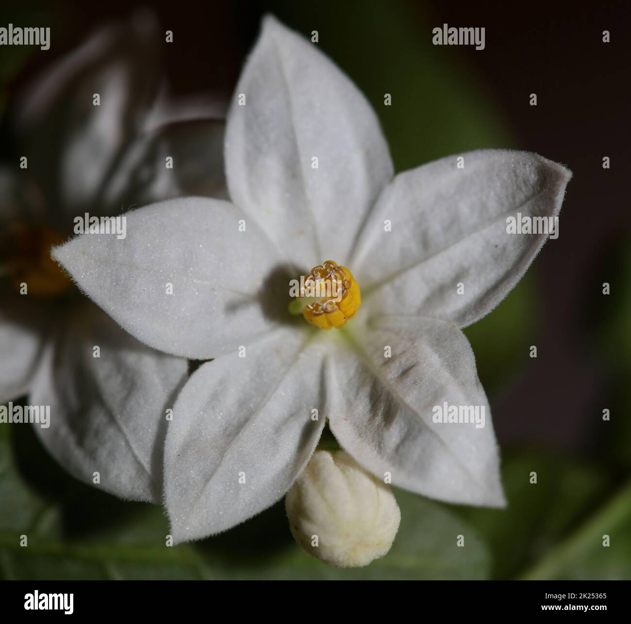 Weiß Sommer Blume Blüte Nahaufnahme solanum laxum Familie solanaceae botanischen Hintergrund hohe Qualität großen Druck Stockfoto