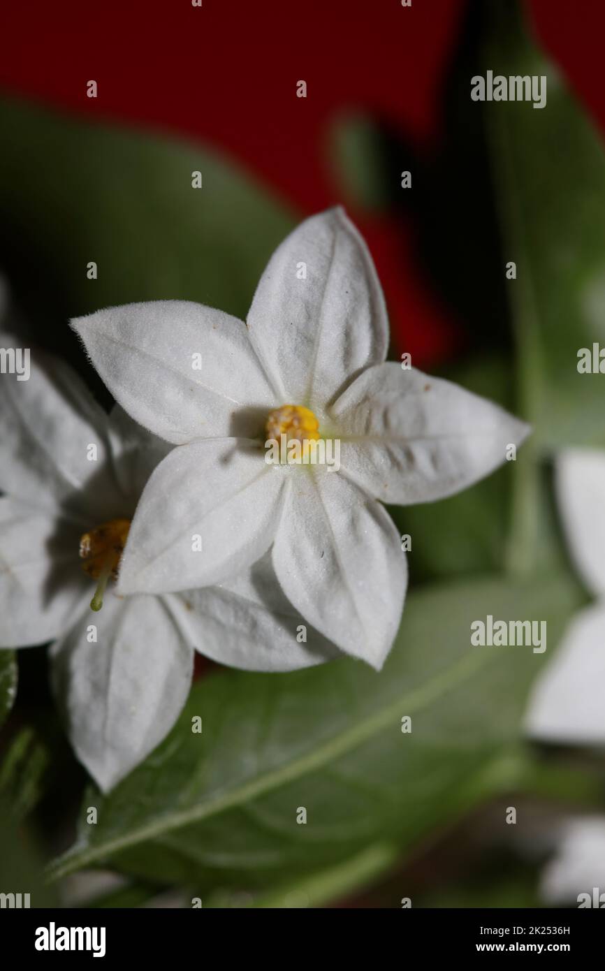 Weiß Sommer Blume Blüte Nahaufnahme solanum laxum Familie solanaceae botanischen Hintergrund hohe Qualität großen Druck Stockfoto