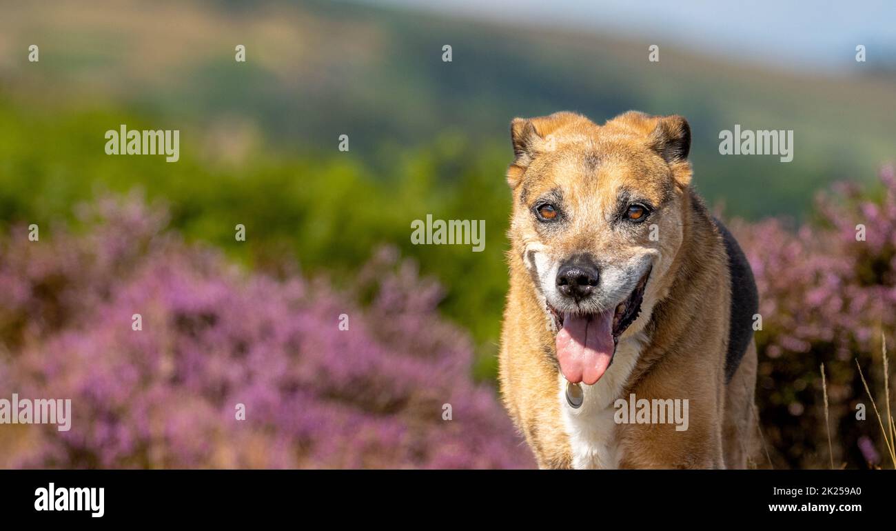 Glücklicher älterer Hund mit Zunge, der auf Moorland mit violetter Heidekraut blüht, Ilkley Moor, Yorkshire, England, Großbritannien Stockfoto