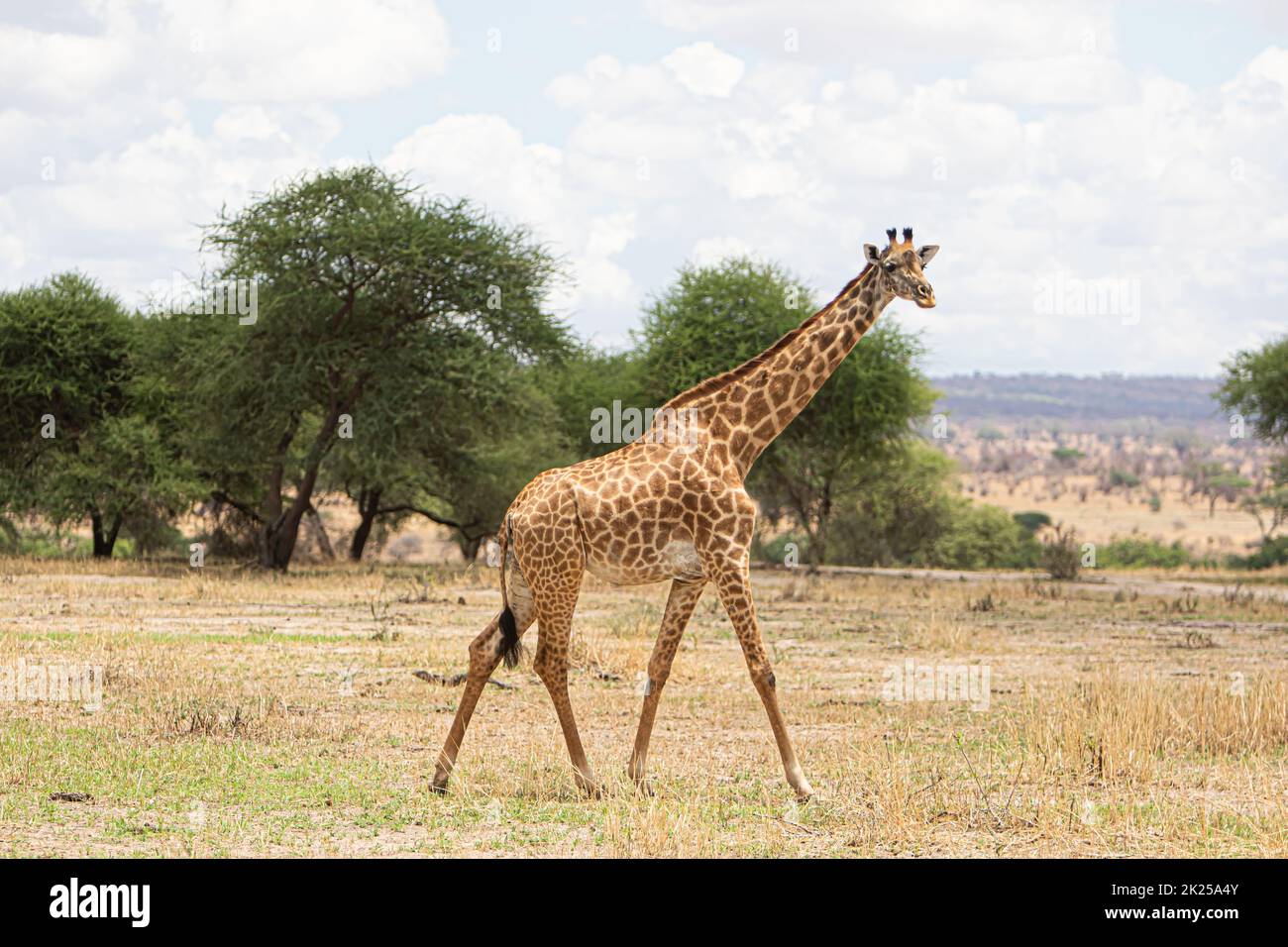 Giraffe fotografiert während einer touristischen Safari im Tarangire Nationalpark, Manyara Region Tansania. Stockfoto