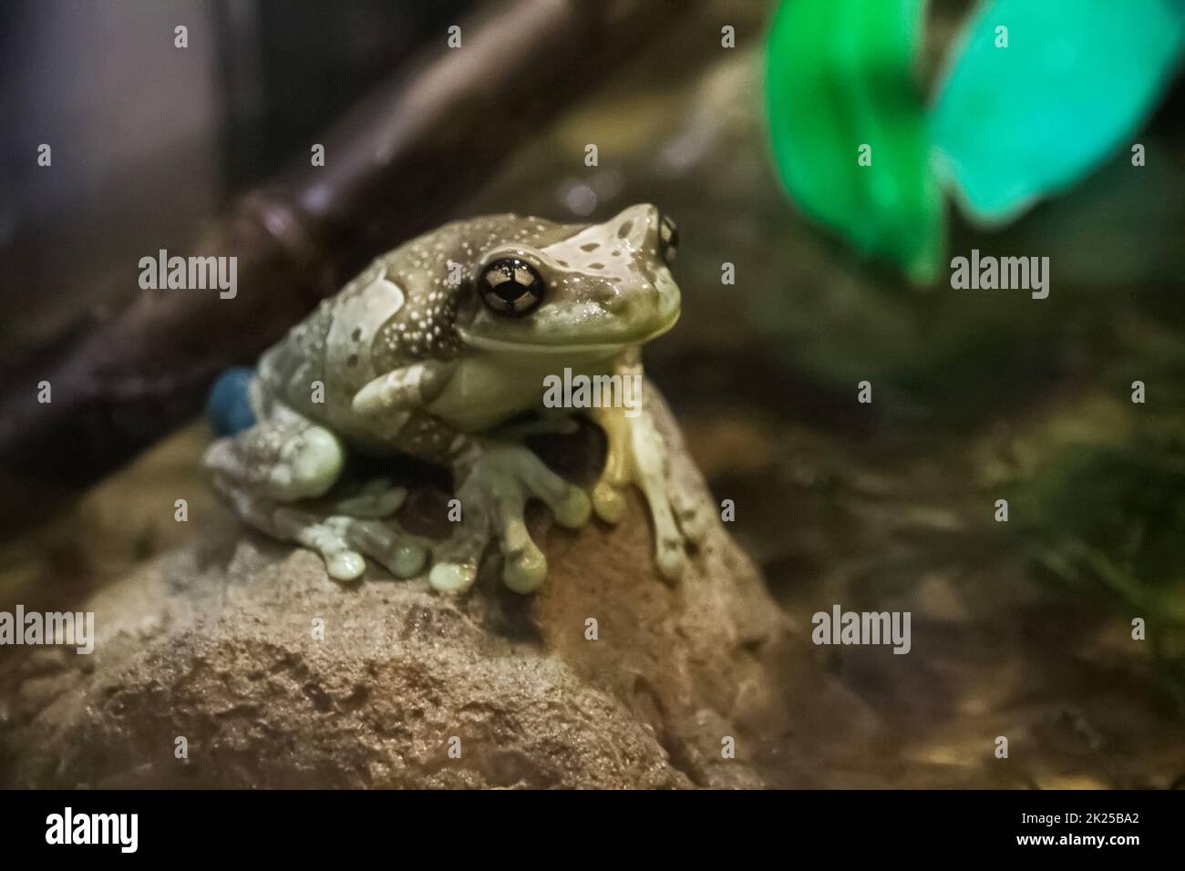 Frosch auf einem Stein saß Stockfoto
