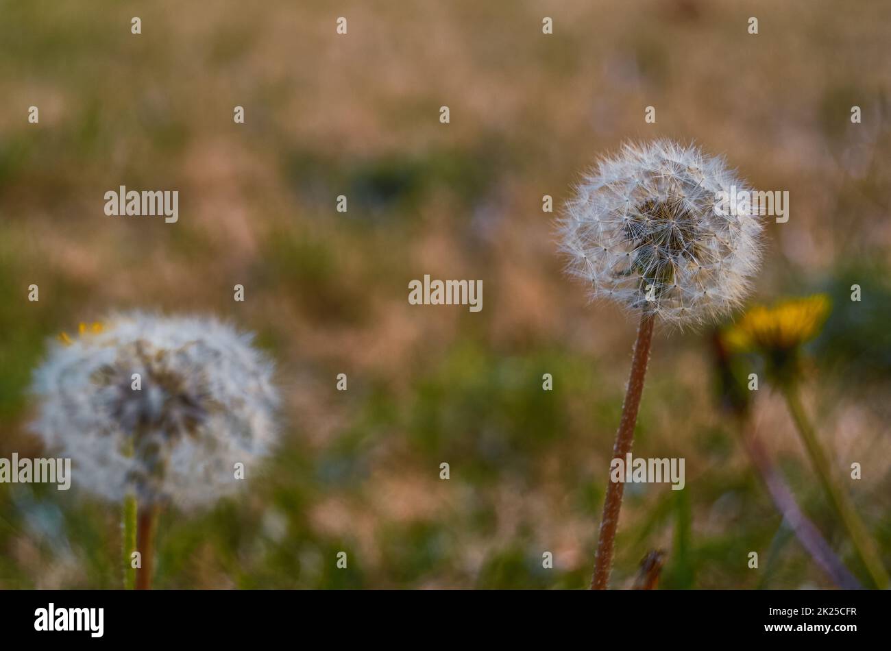 Im Feld blühen zwei Elendelionen Stockfoto