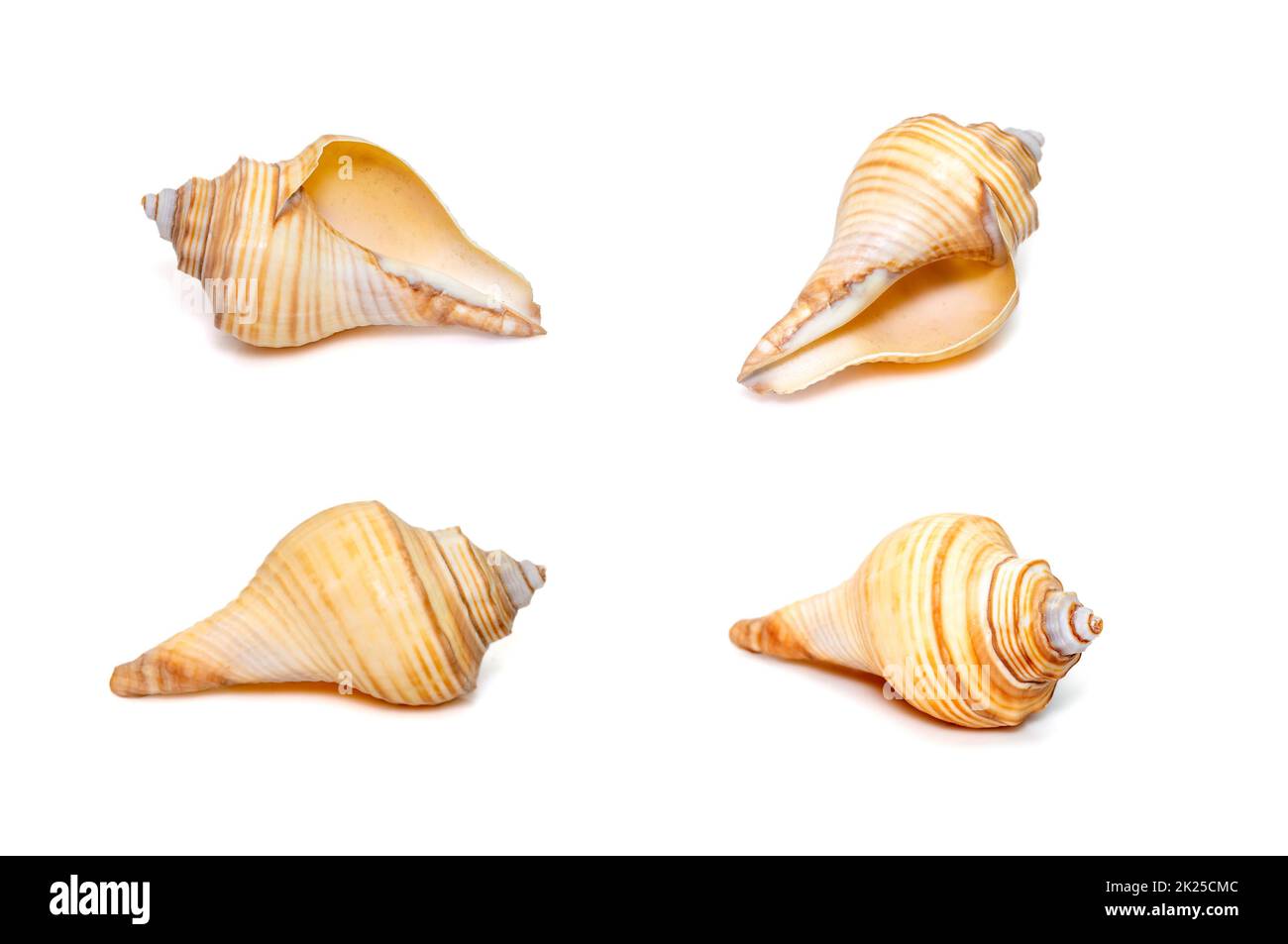 Gruppe von Hemifusus-Muscheln eine Gattung mariner Gastropoden-Weichtiere aus der Familie Melongenidae isoliert auf weißem Hintergrund. Unterwassertiere. Sea Shel Stockfoto