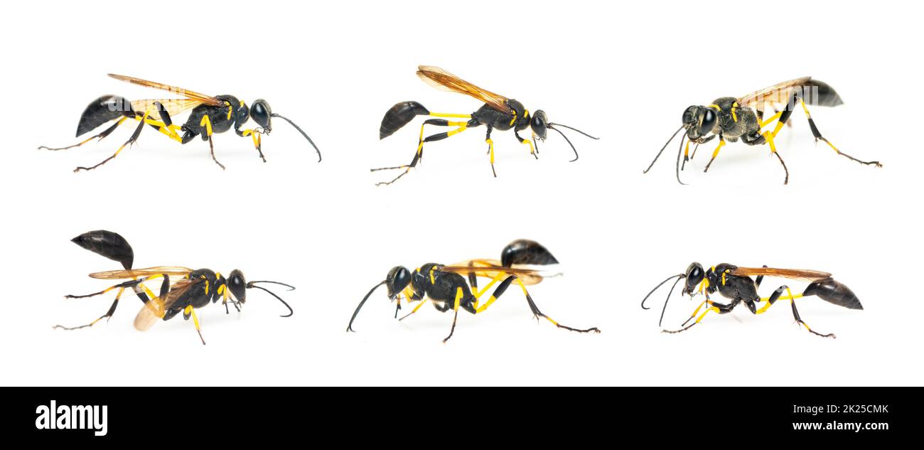 Gruppe von Schlammtaubenwespen (Sphecidae) isoliert auf weißem Hintergrund. Insekt. Tier. Stockfoto