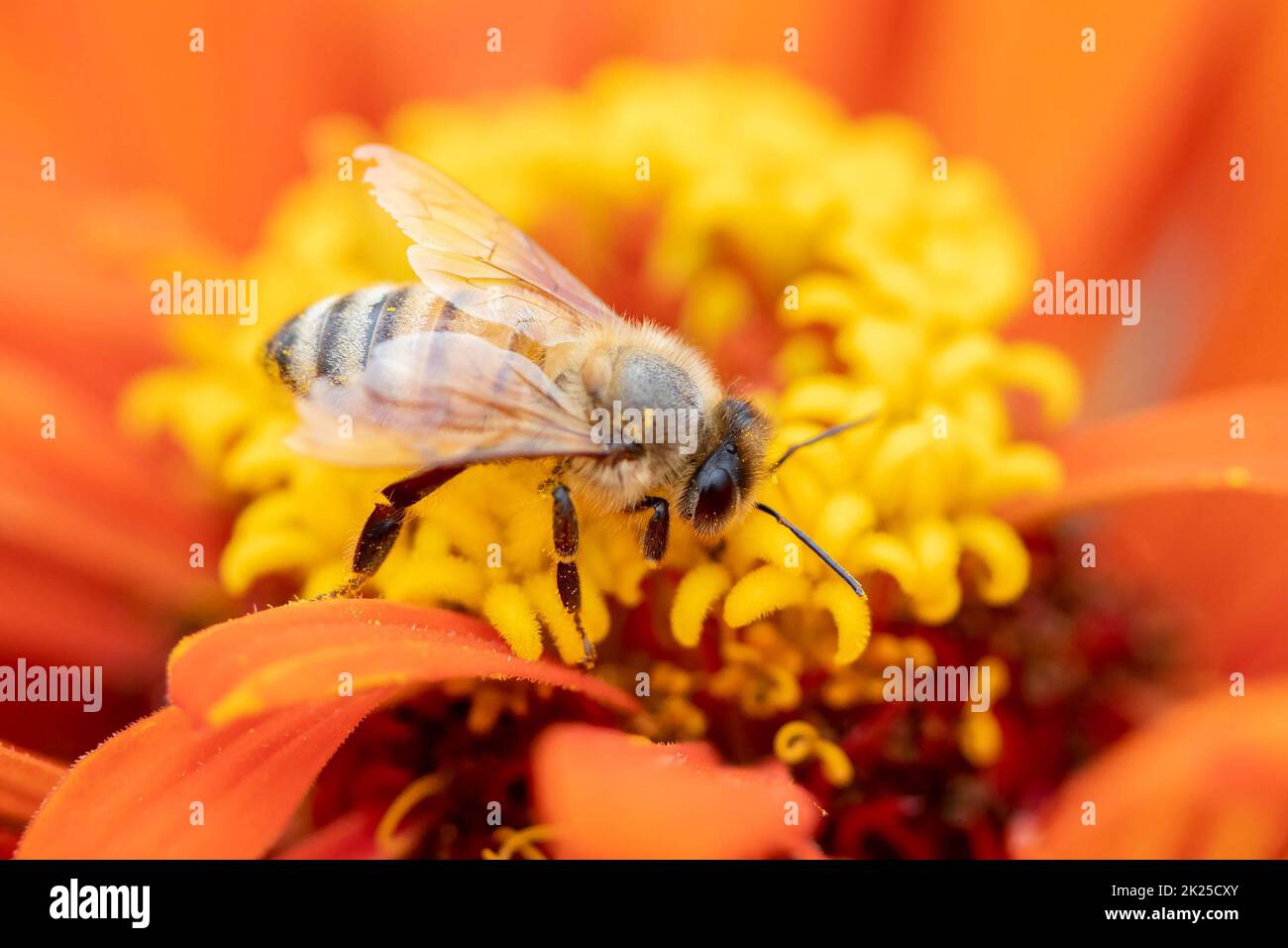 Nahaufnahme der Honigbiene, die Nektar auf dem orangen Zinnia-Blütenmakro sammelt Stockfoto
