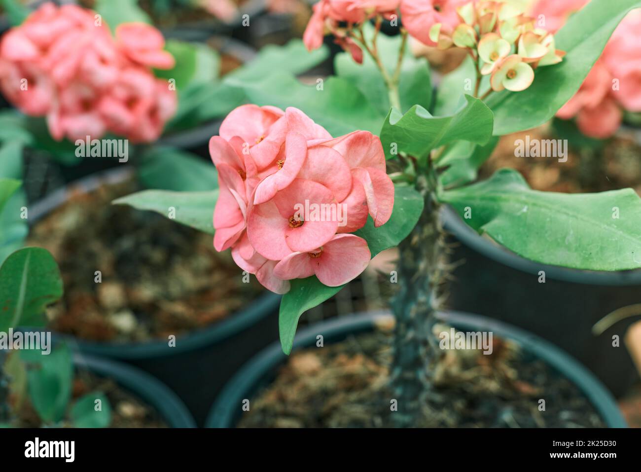Rosa Euforbia Blütenpracht Pflanzen für kleine Unternehmen Lucky Petals Stockfoto