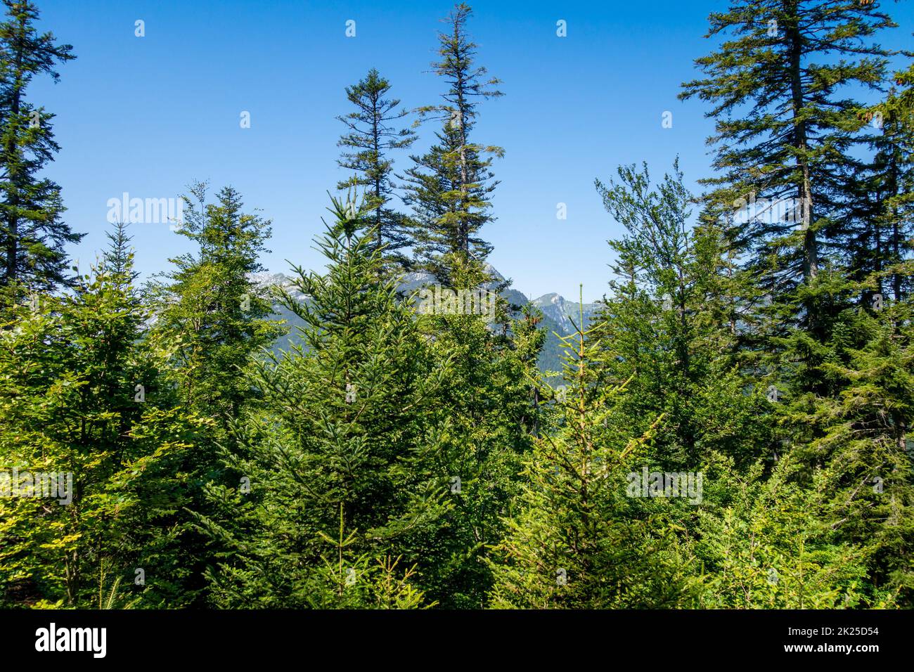 Tannenwald und Landschaft in La Clusaz, Frankreich Stockfoto