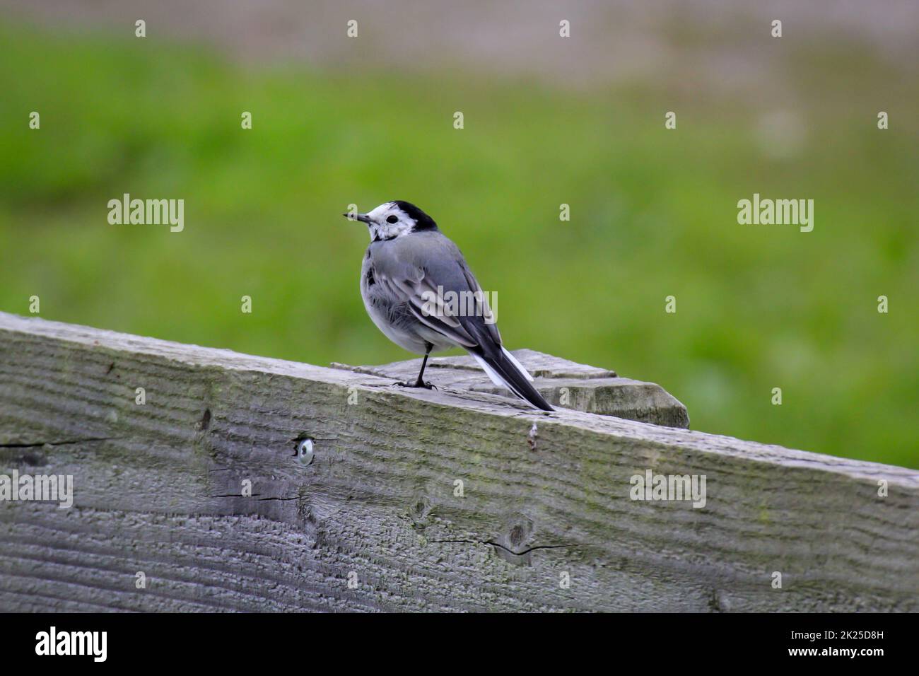 Ein kleiner Schwanz sitzt auf einer hölzernen Attika. Stockfoto