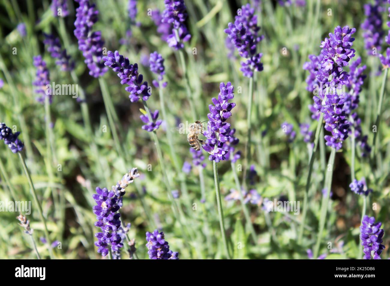 Detail einer Biene mit Sitz auf Muscari Stockfoto