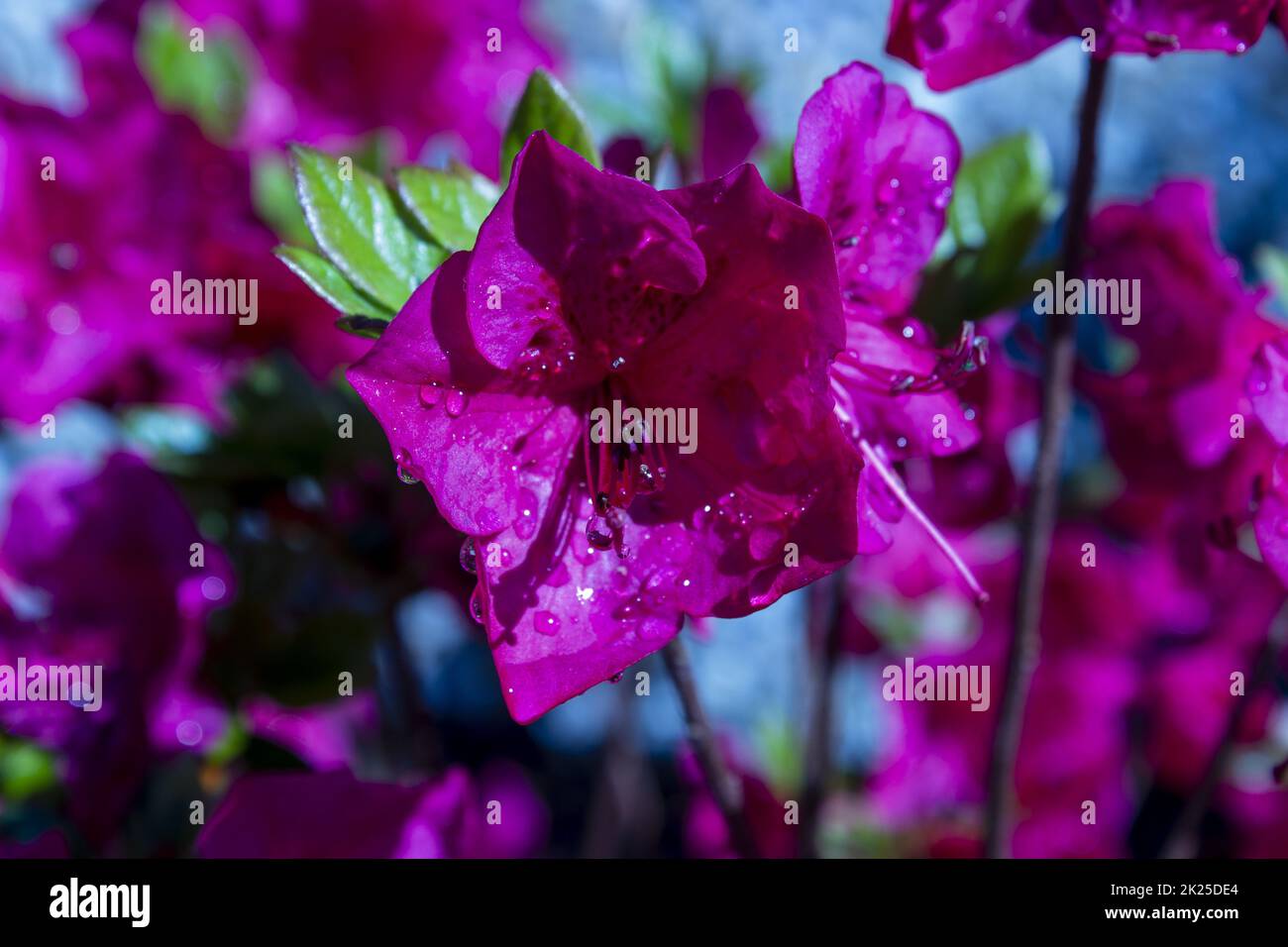 Pinke Azalea japonica auf einem Garten mit Tautropfen Stockfoto