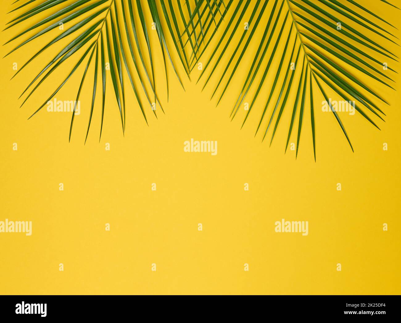Grünes Blatt der Palme auf gelbem Hintergrund. Blick von oben Stockfoto