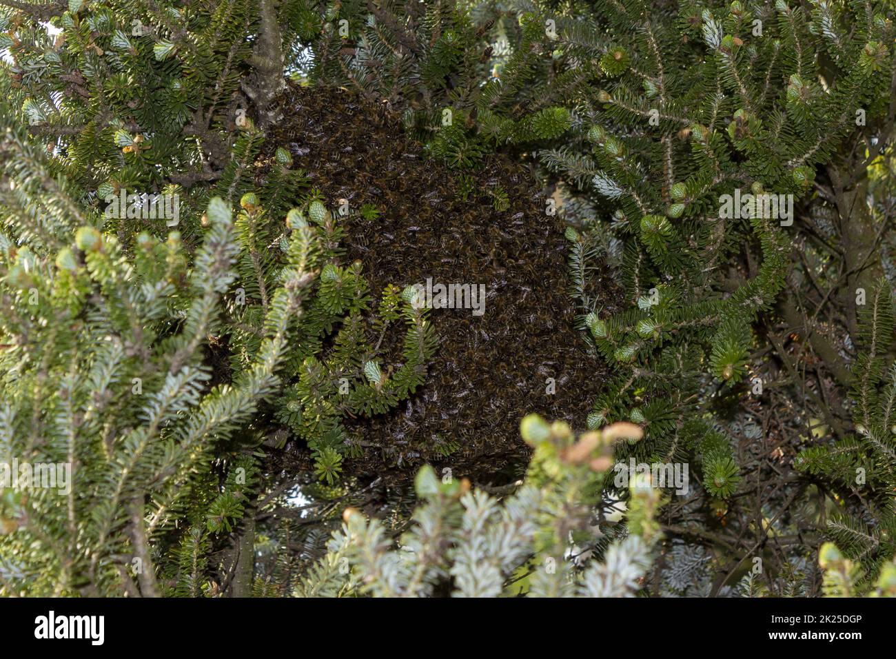 Ein Bienenschwarm, der in der Wildnis von 3 an einem Baum hängt Stockfoto