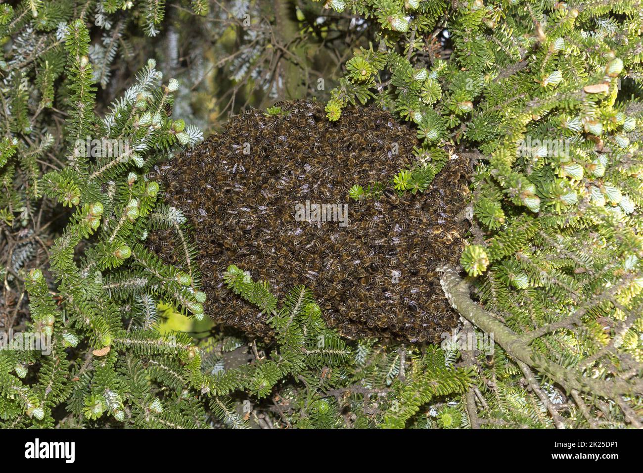 Ein Bienenschwarm, der in der Wildnis von 1 an einem Baum hängt Stockfoto