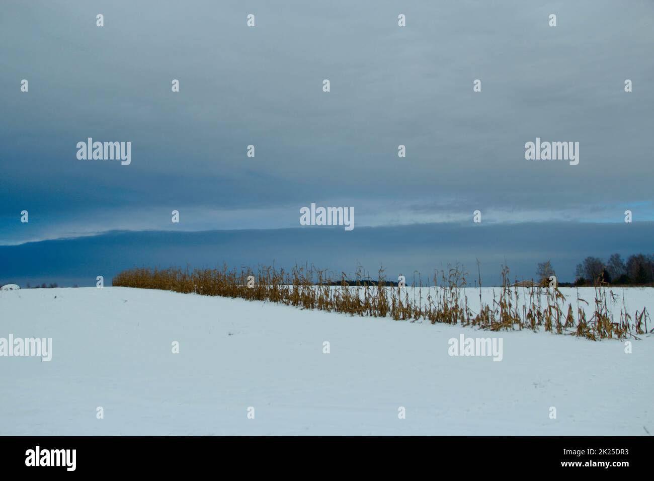 Winterlandschaft mit bläulichen Wolken über dem Feld Stockfoto