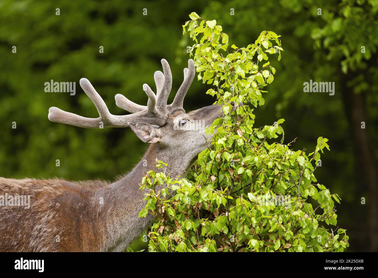 Rothirsch Hirsch füttert auf frischen neuen Blättern von kleinen Baum in der Sommernatur Stockfoto