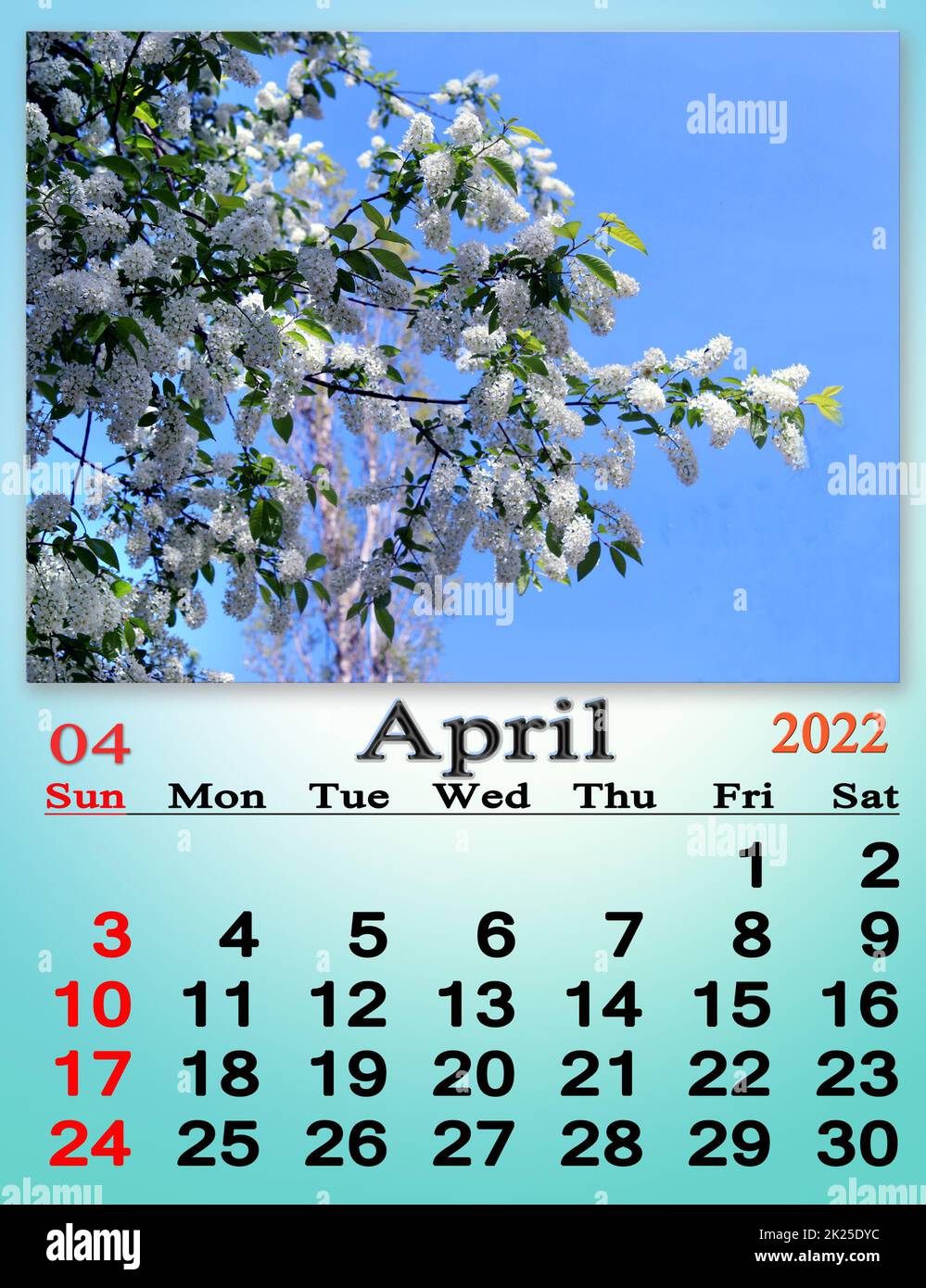 April 2022 Kalender mit Bild eines blühenden Vogelkirschbaums Stockfoto