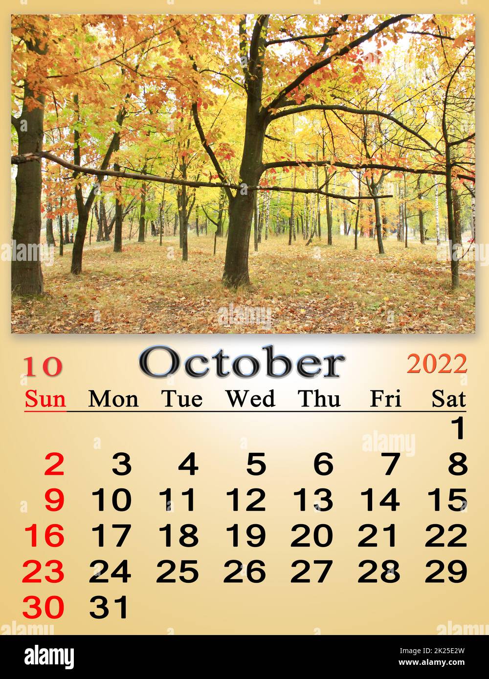 oktober 2022 mit Bild von gelben Blättern auf Ahornbaum im Wald. Kalender Stockfoto