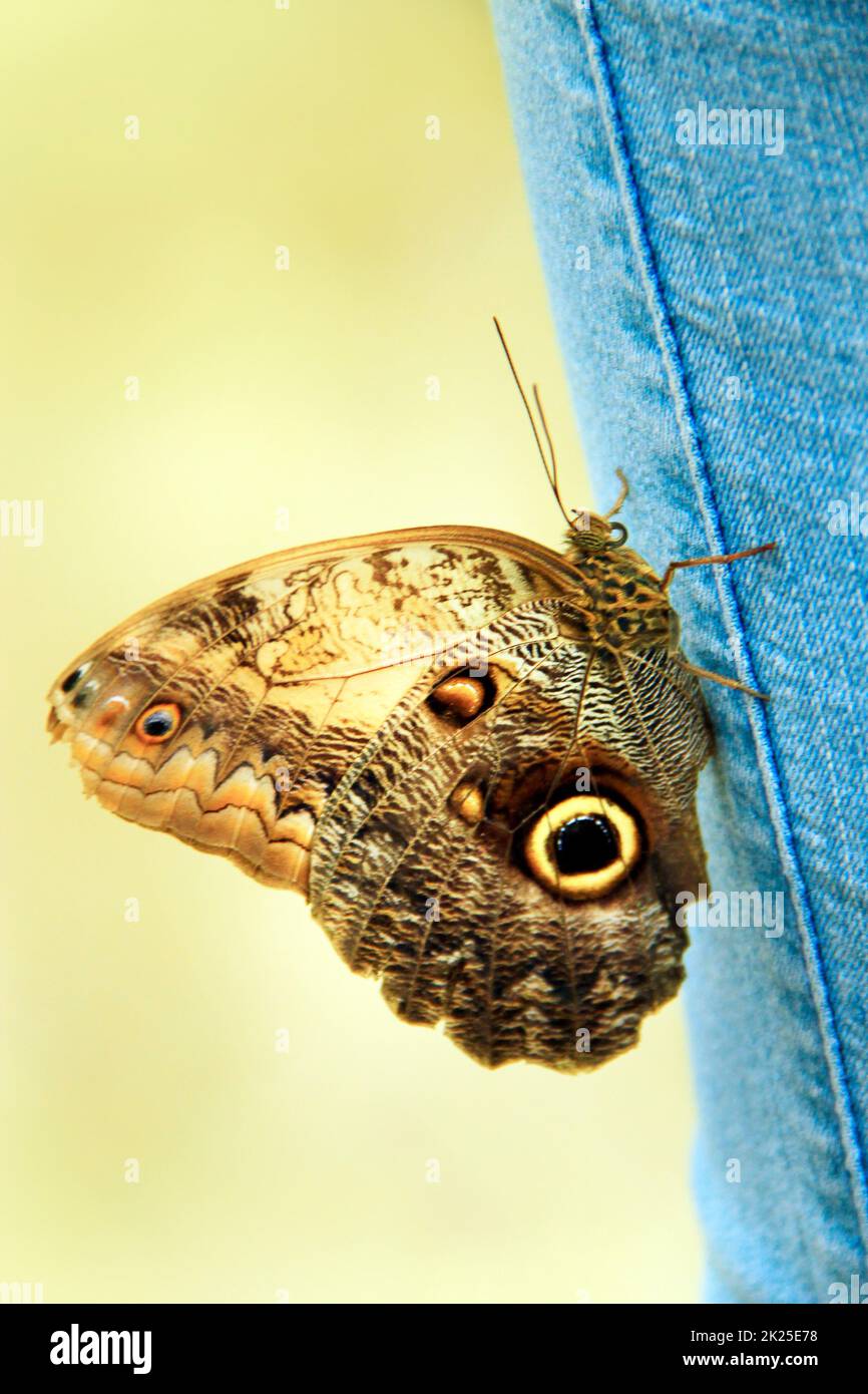 Der große Schmetterling sitzt auf der Denimhose aus der Nähe. Modekleidung. Stockfoto