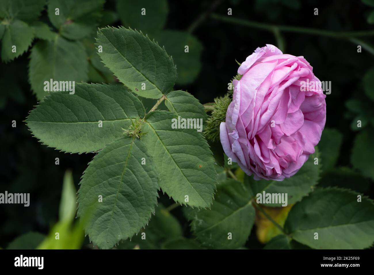 Rosa Centifolia Muscosa Blume im Sommergarten Stockfoto