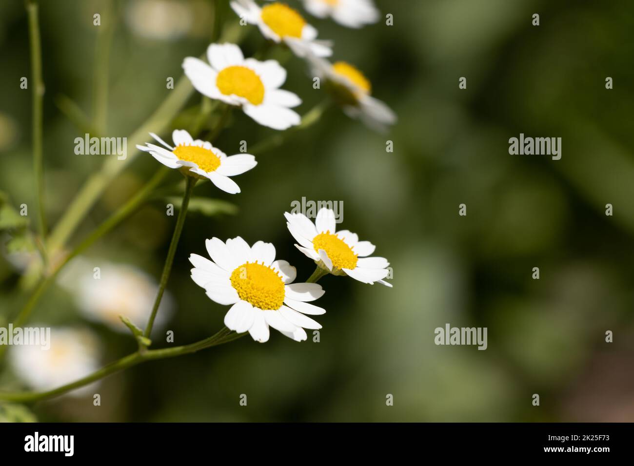 Fieberarm oder tanacetum parthenium oder Junggesellen-Knöpfe oder Federn viele weiße Blumen mit Grün Stockfoto