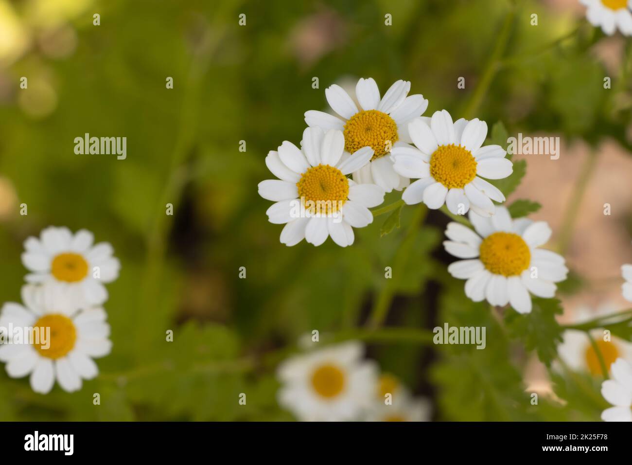 Fieberarm oder tanacetum parthenium oder Junggesellen-Knöpfe oder Federn viele weiße Blumen mit Grün Stockfoto