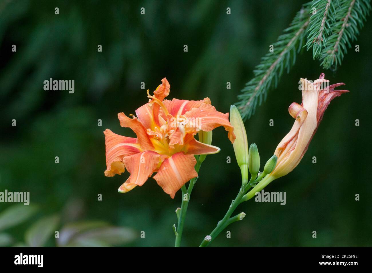 Blühende Backsteinrote Taglilien im Garten, Nahaufnahme Stockfoto