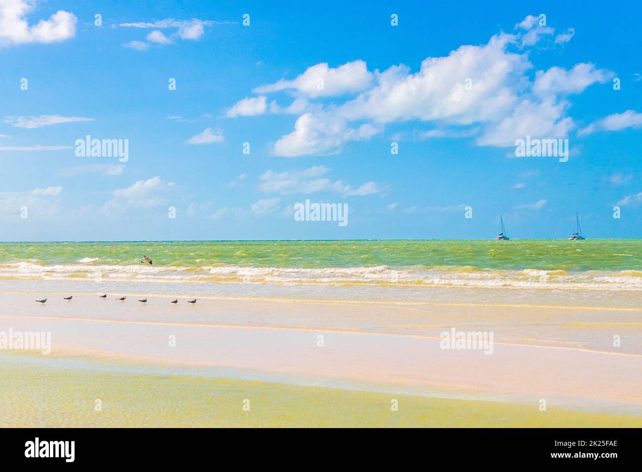 Vogelseemöwen an der wunderschönen Holbox Island Beach Sandbank Mexiko. Stockfoto