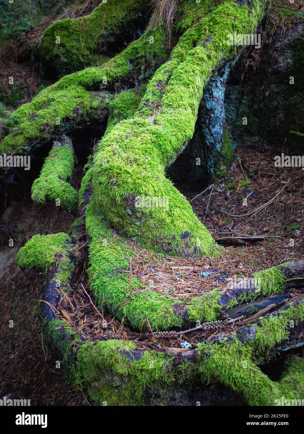 Starke, grüne Wurzeln eines alten Baumes in einem Wald, die Kraft und Widerstandsfähigkeit symbolisieren Stockfoto