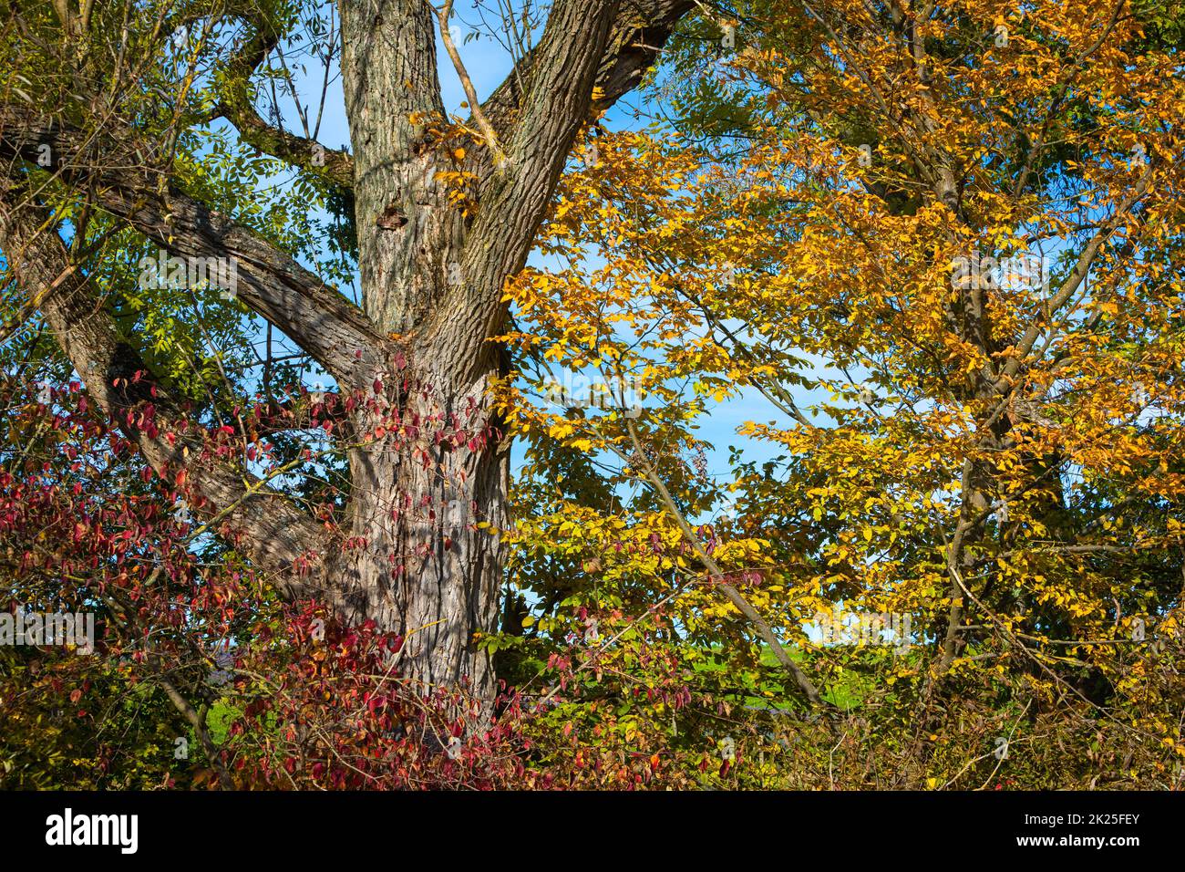 Baumstamm und buntes Laub Stockfoto