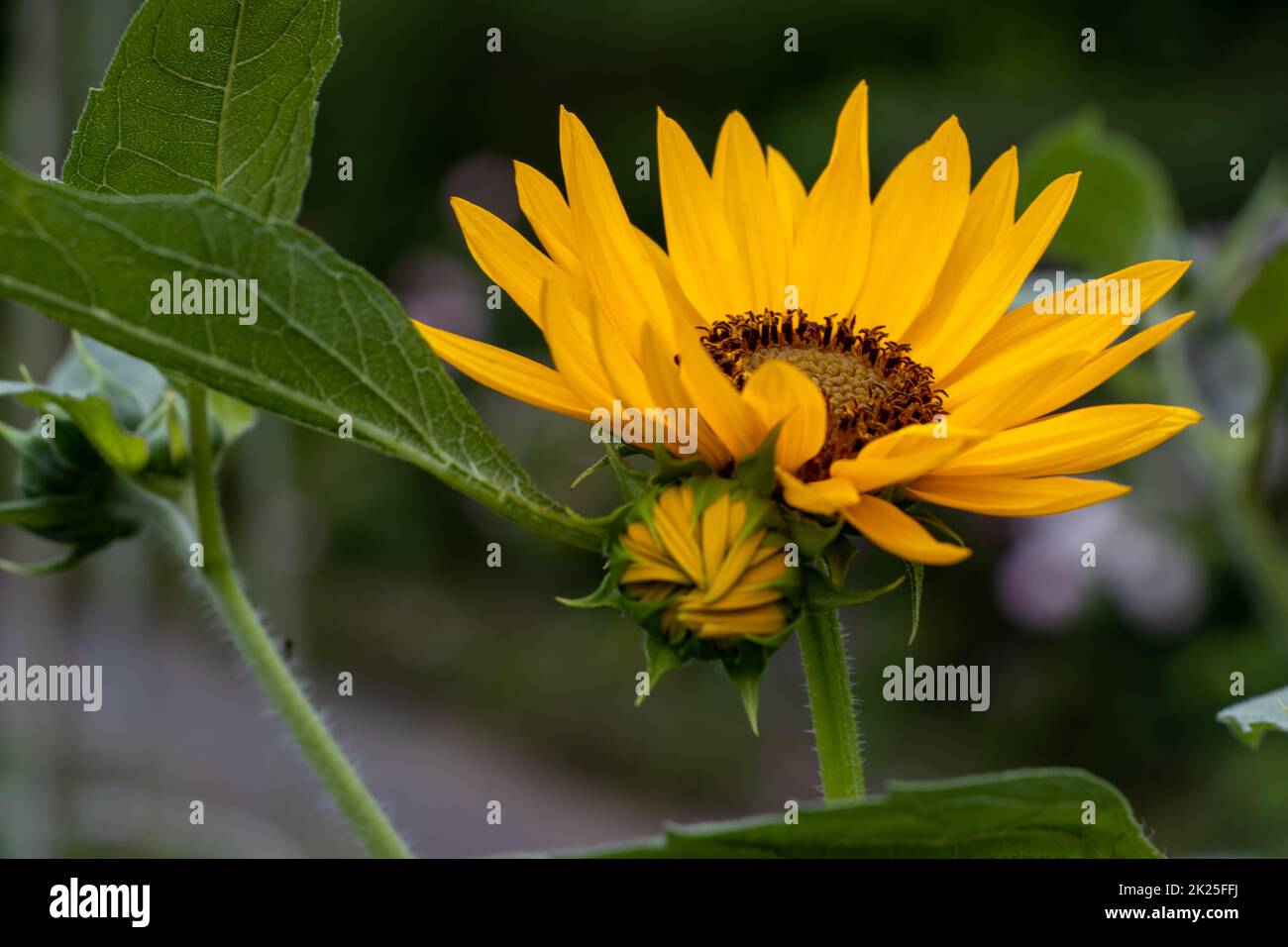 Wunderschöne gelbe Sonnenblumen in einem Garten Stockfoto