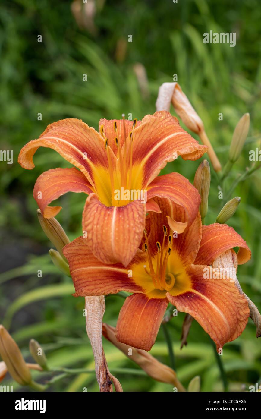 Riesige orangefarbene Seerose (Hemerocallis fulva) an einer schönen Quelle in einem Garten Stockfoto