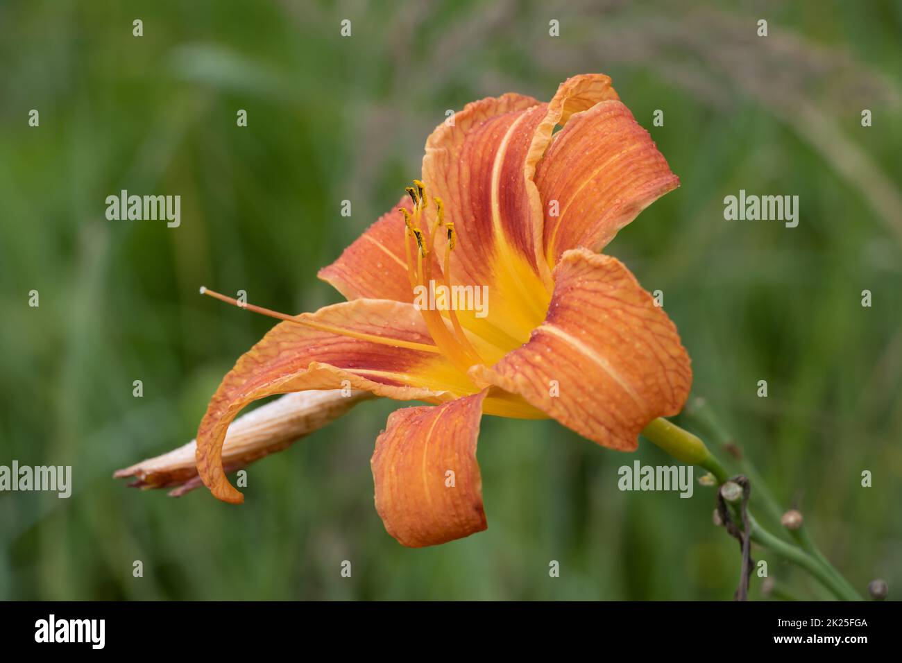 Riesige orangefarbene Seerose (Hemerocallis fulva) an einer schönen Quelle in einem Garten Stockfoto