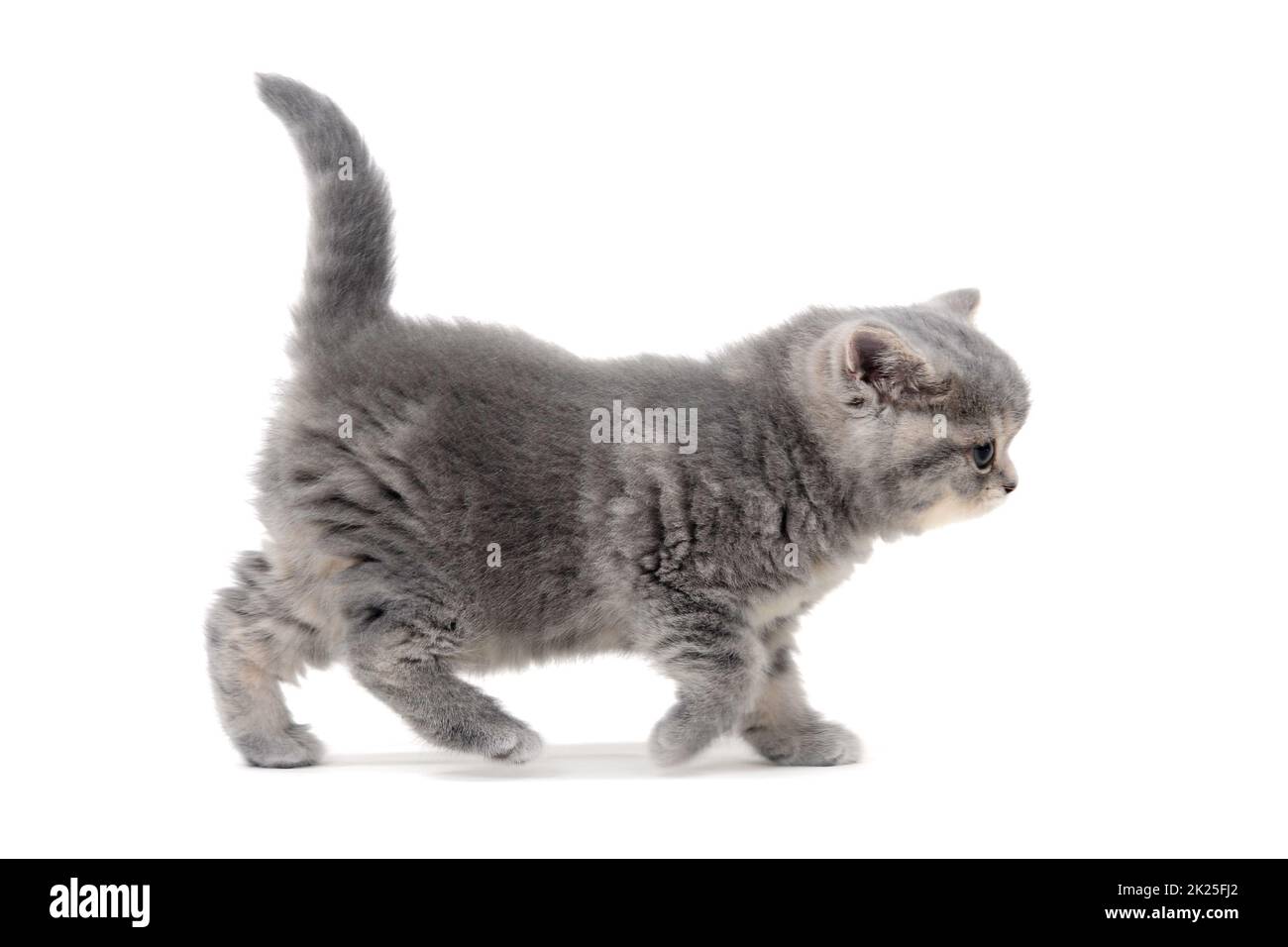 Flauschiges graues Kätzchen auf weißem Hintergrund Stockfoto