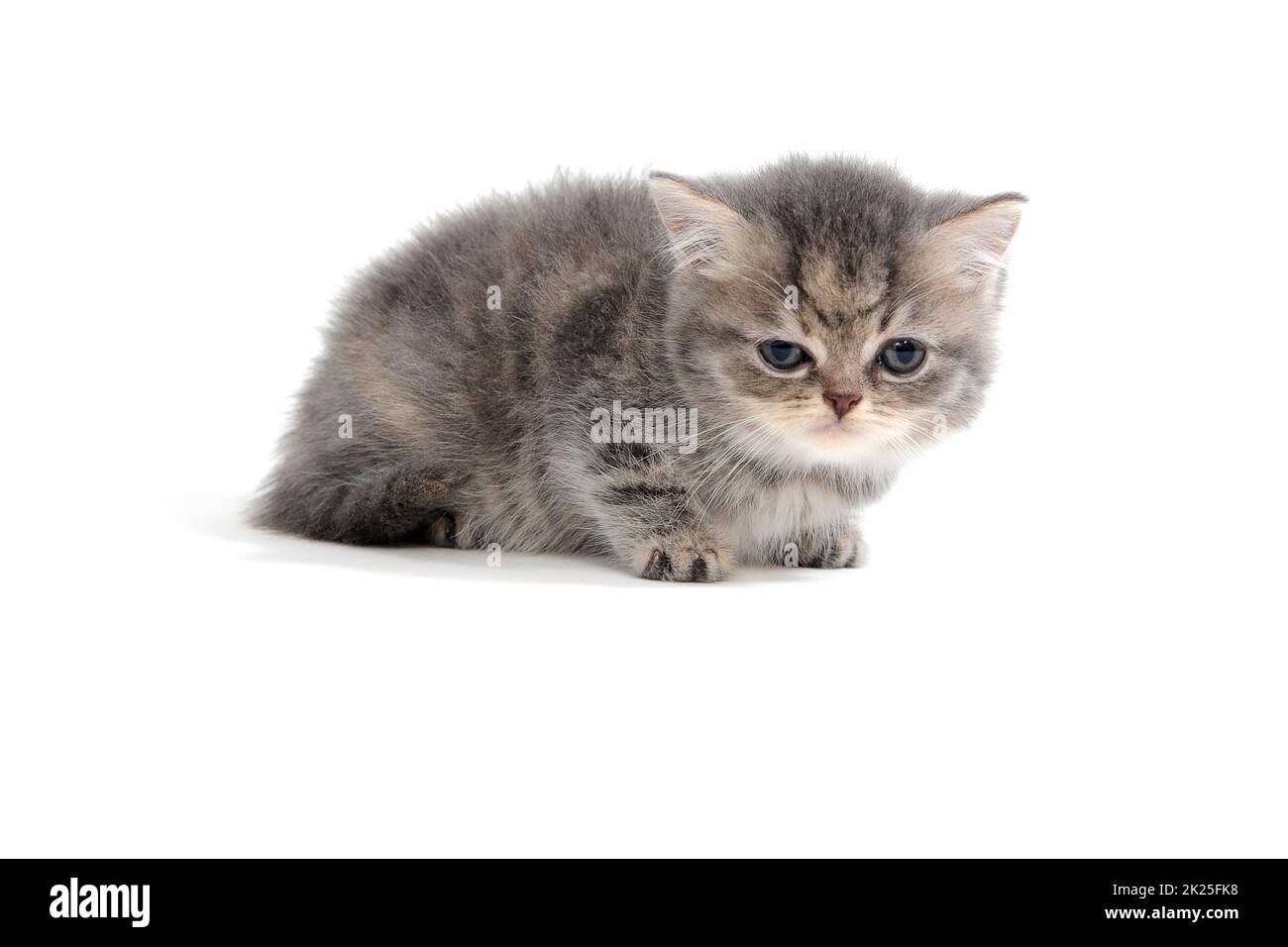 Flauschiges graues Kätzchen auf weißem Hintergrund Stockfoto