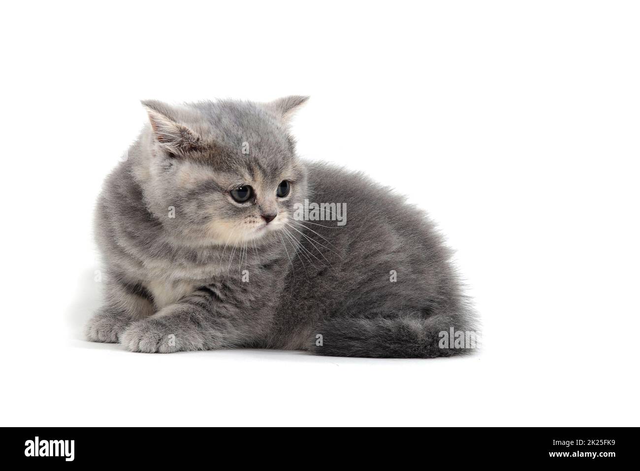 Flauschiges graues Kätzchen auf weißem Hintergrund Stockfoto