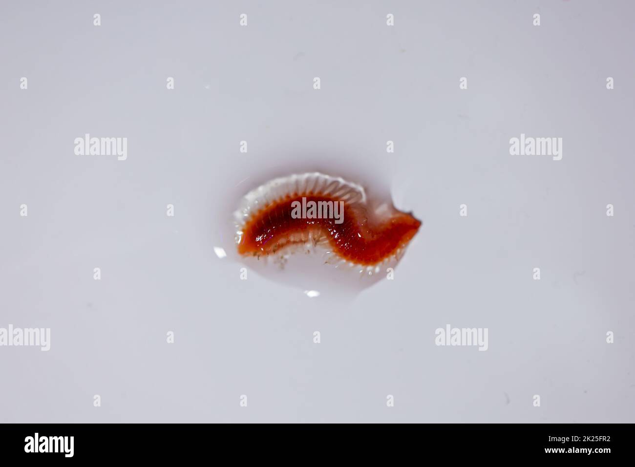 Eine Nahaufnahme eines Borstenwurms, polychaeta. Stockfoto