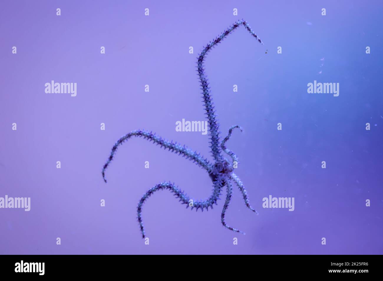 Ein Schlangenstern mit seinen sechs Tentakeln auf der Scheibe eines Salzwasseraquariums. Stockfoto