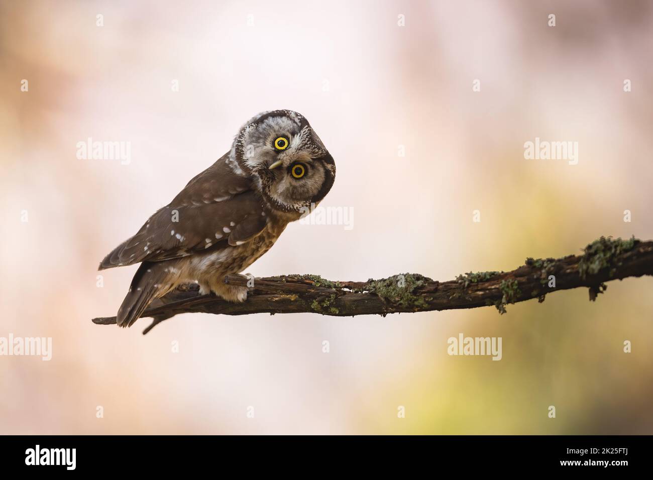 Boreal Eule schaut auf die Kamera auf dem Zweig mit Kopierraum Stockfoto