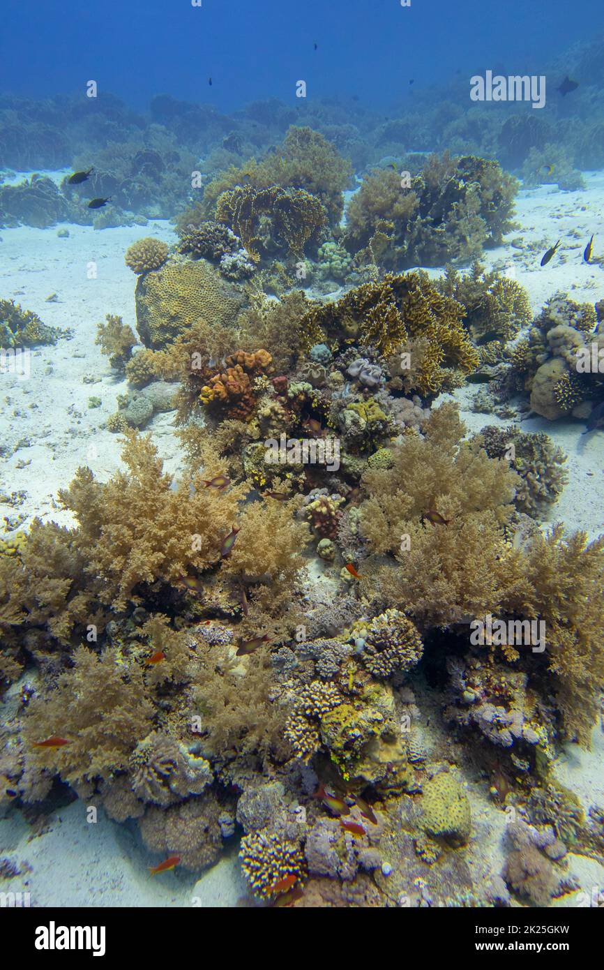 Farbenfrohe Korallenriffe am Grund des tropischen Meeres, Hart- und Weichkorallen, Unterwasserlandschaft Stockfoto