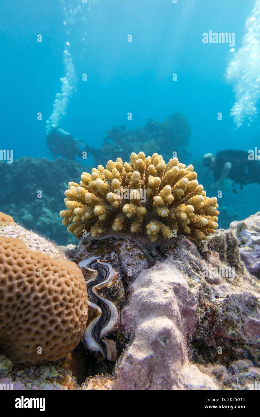 Farbenfrohe Korallenriffe am Grund des tropischen Meeres, Steinkorallen, Unterwasserlandschaft Stockfoto