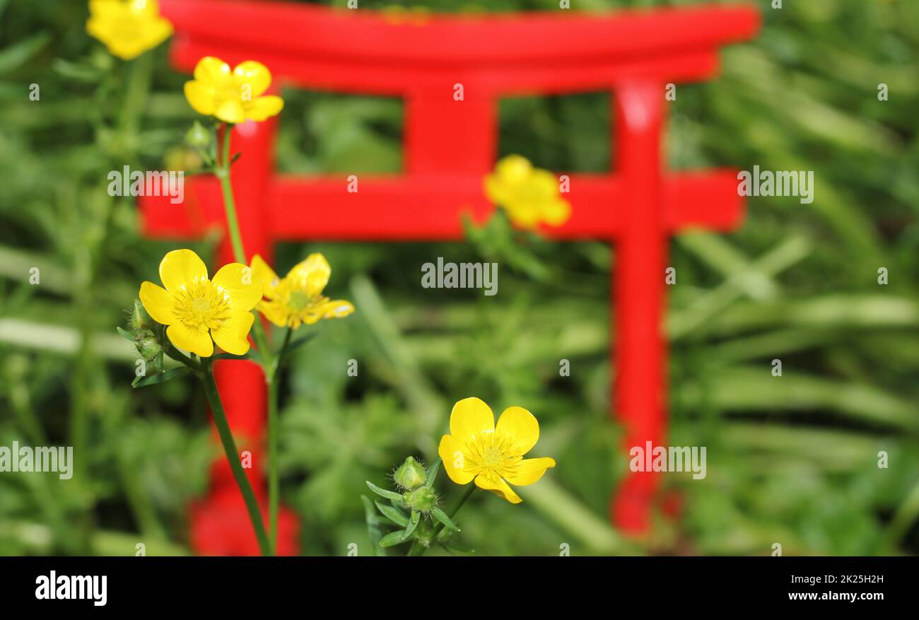 Gelbe Blumen Mit Miniatur-Shinto-Schrein Torii-Tor Stockfoto