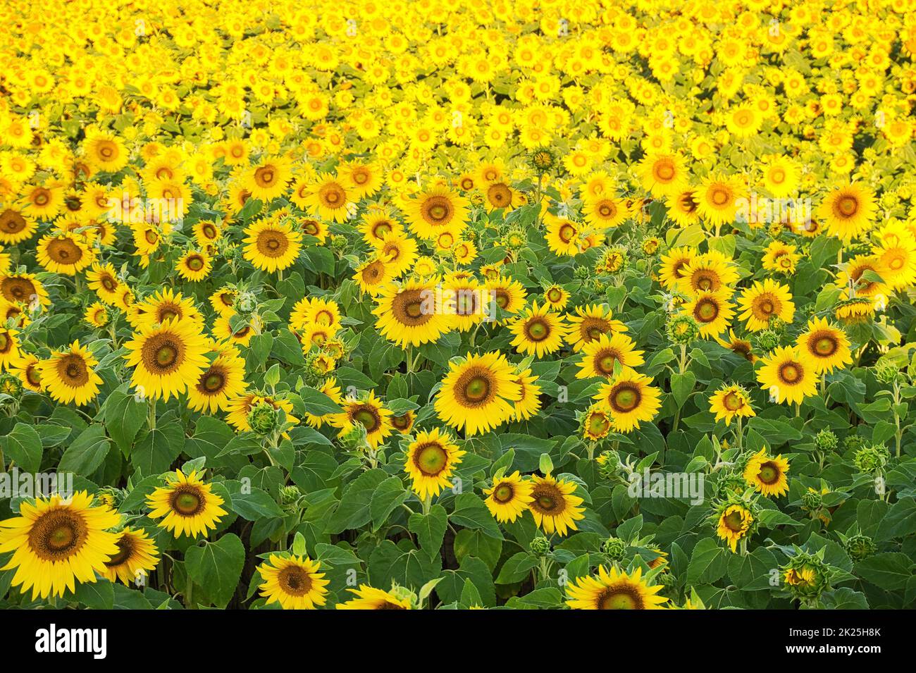 Feld von Sonnenblumen Stockfoto