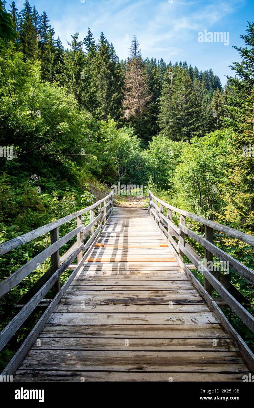 Holzbrücke in einem Tannenwald Stockfoto