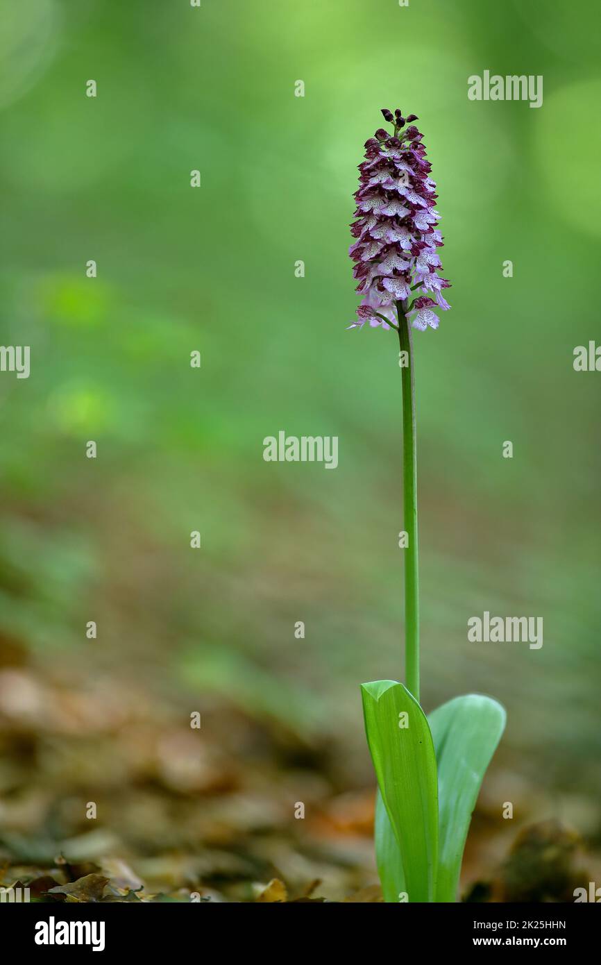Lady Orchidee Stockfoto