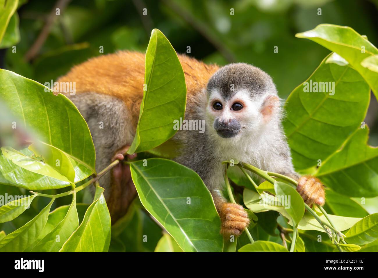 Zentralamerikanischer Eichhörnchen-Affe, Saimiri oerstedii, Quepos, Costa Rica Tierwelt Stockfoto