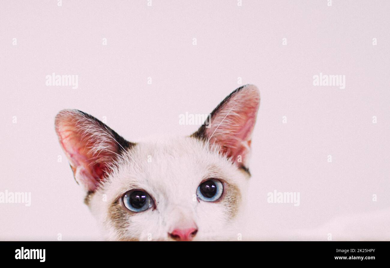Nahaufnahme Aufnahme EINER niedlichen Katze, die in EINER Kartonschachtel auf EINER weißen Wand sitzt Stockfoto