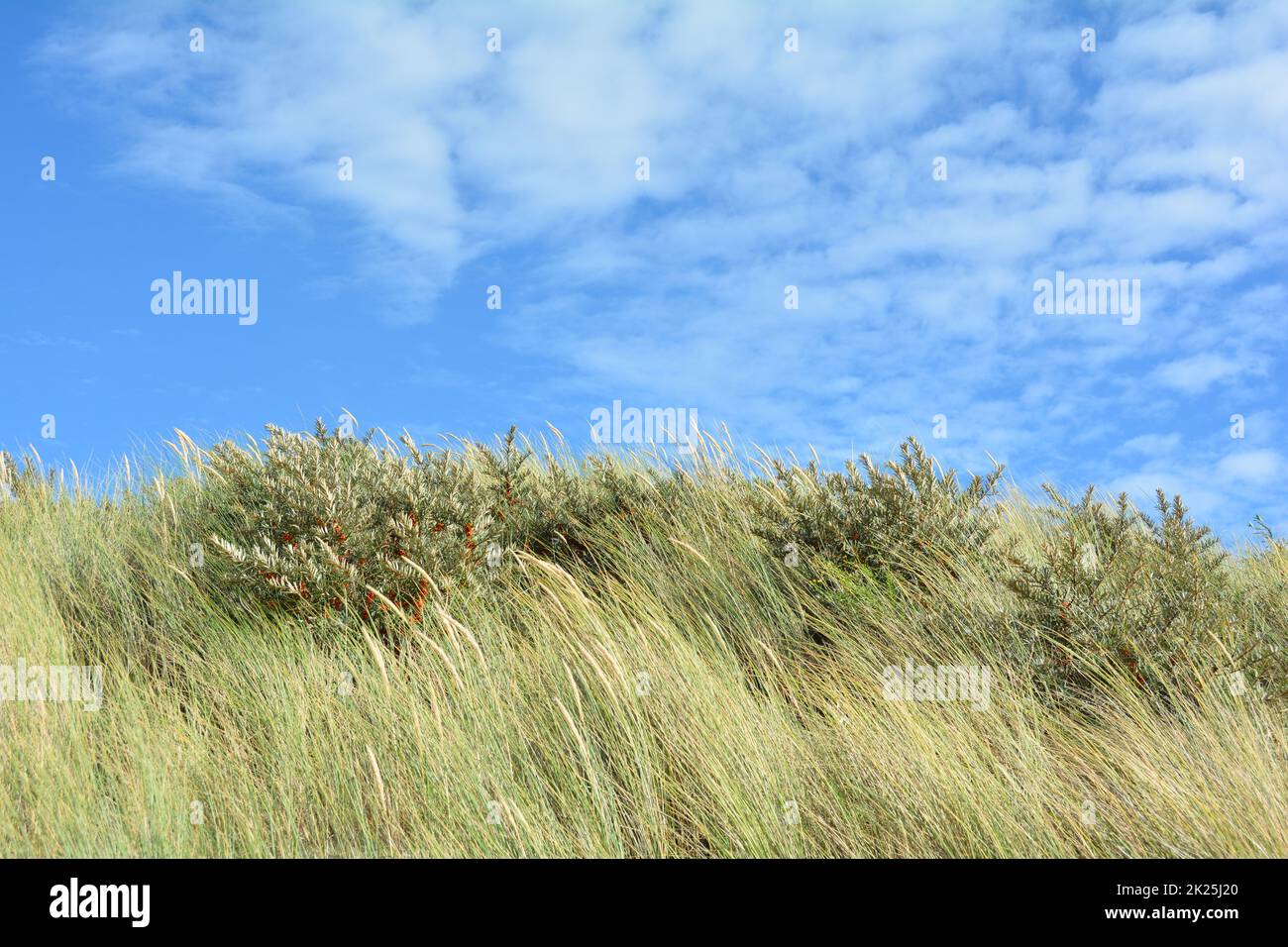 Strandgras an der Küste mit Himmel Stockfoto