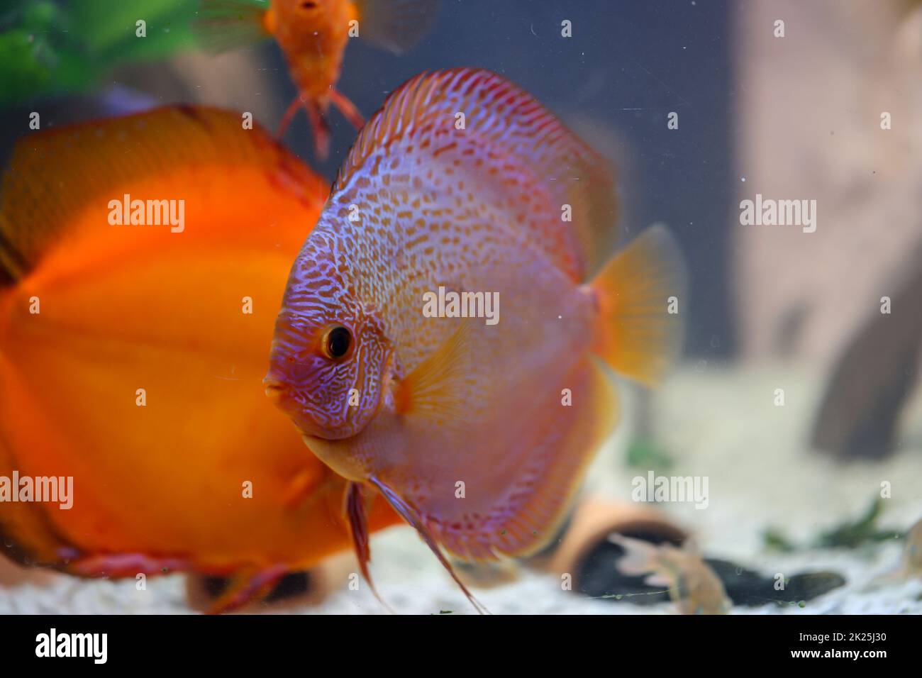 Ein Discusfisch in einem Aquarium. Diskusfisch stammt aus dem Amazonas. Stockfoto