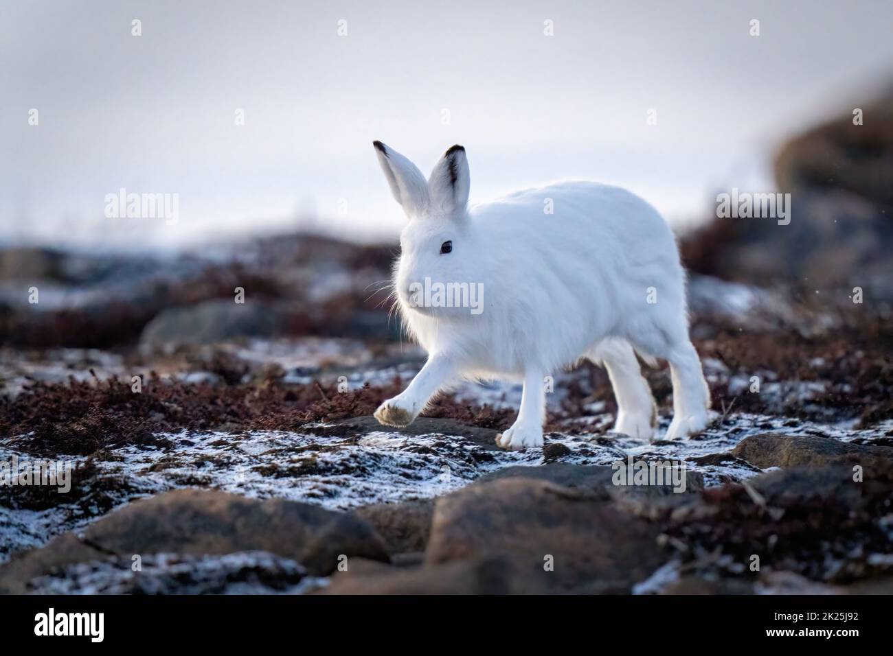 Arktischer Hase hebt die Pfote, die durch die Tundra geht Stockfoto